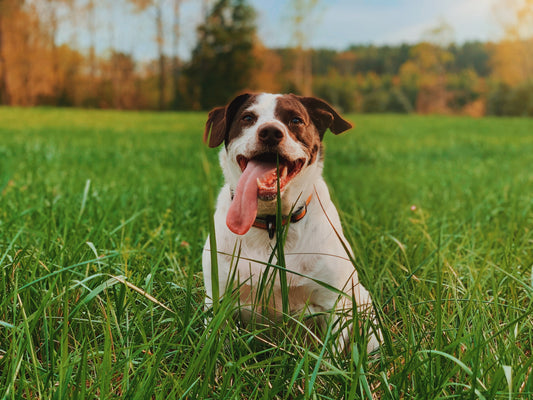 Why do dogs eat grass?